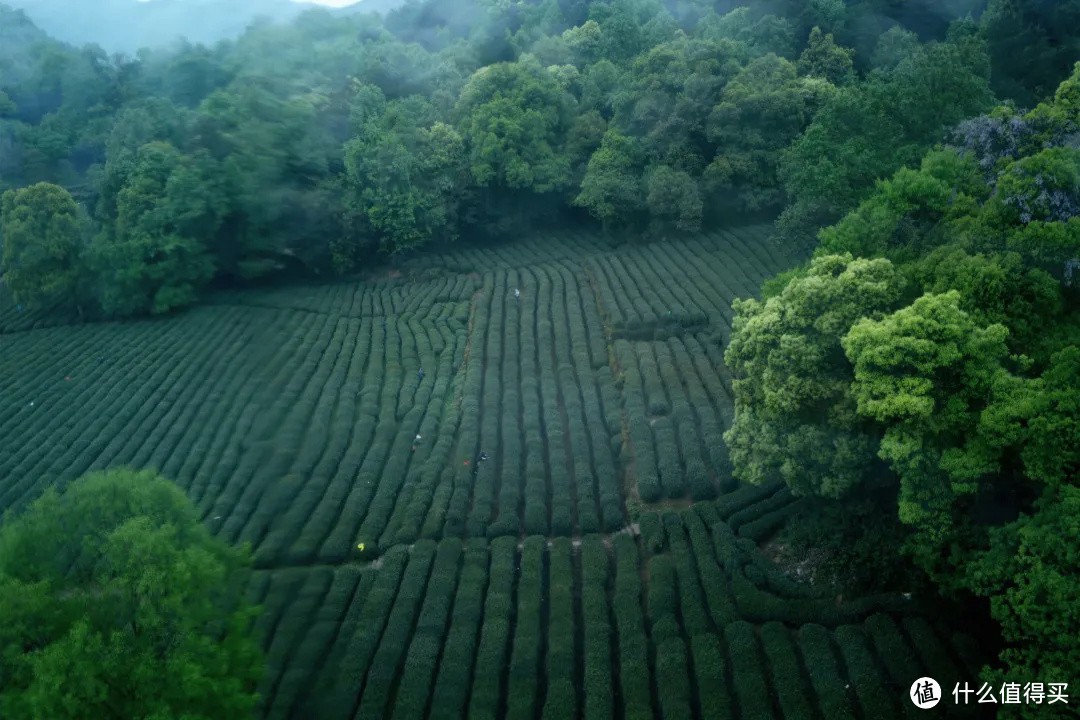 杭州终极拜佛攻略|走这条路,一天解锁灵隐法喜7大宝藏寺庙!