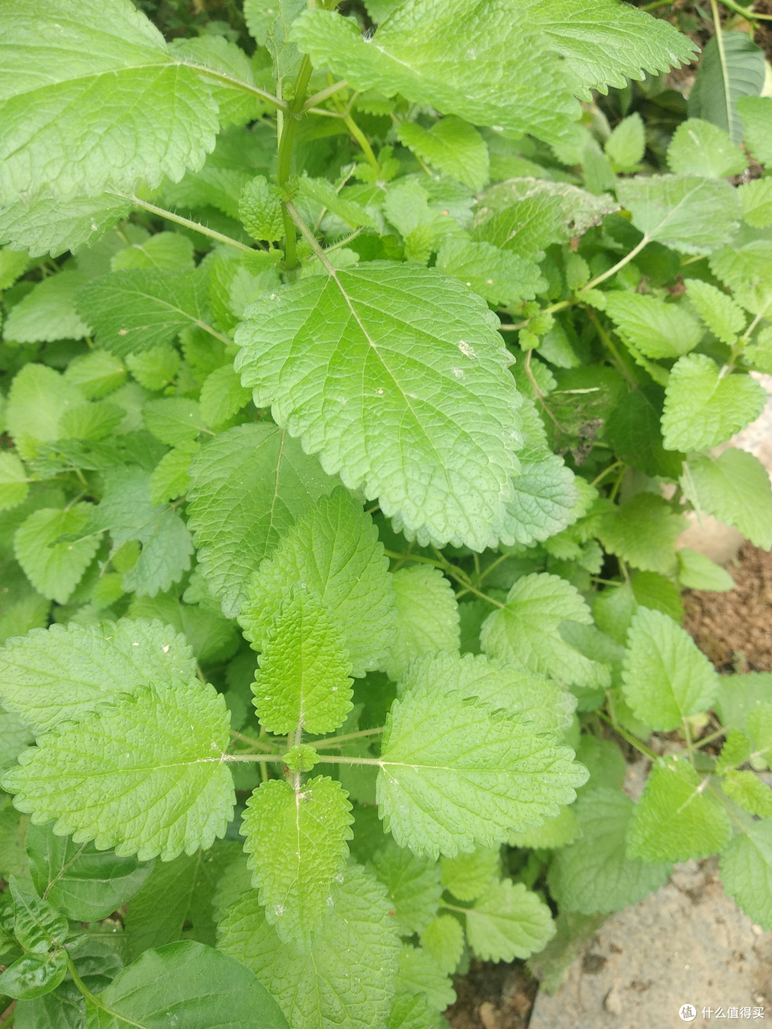 阳台养花系列介绍几种适合阳台生存够皮实香料植物