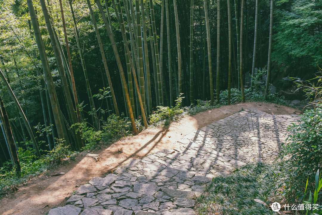 林间古道