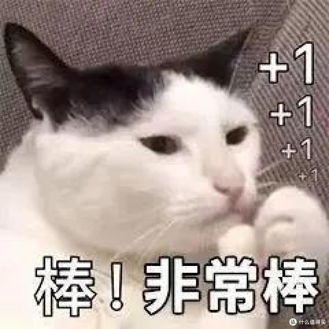金牌班猫粮买不起，竞赛班猫粮考虑一下不？