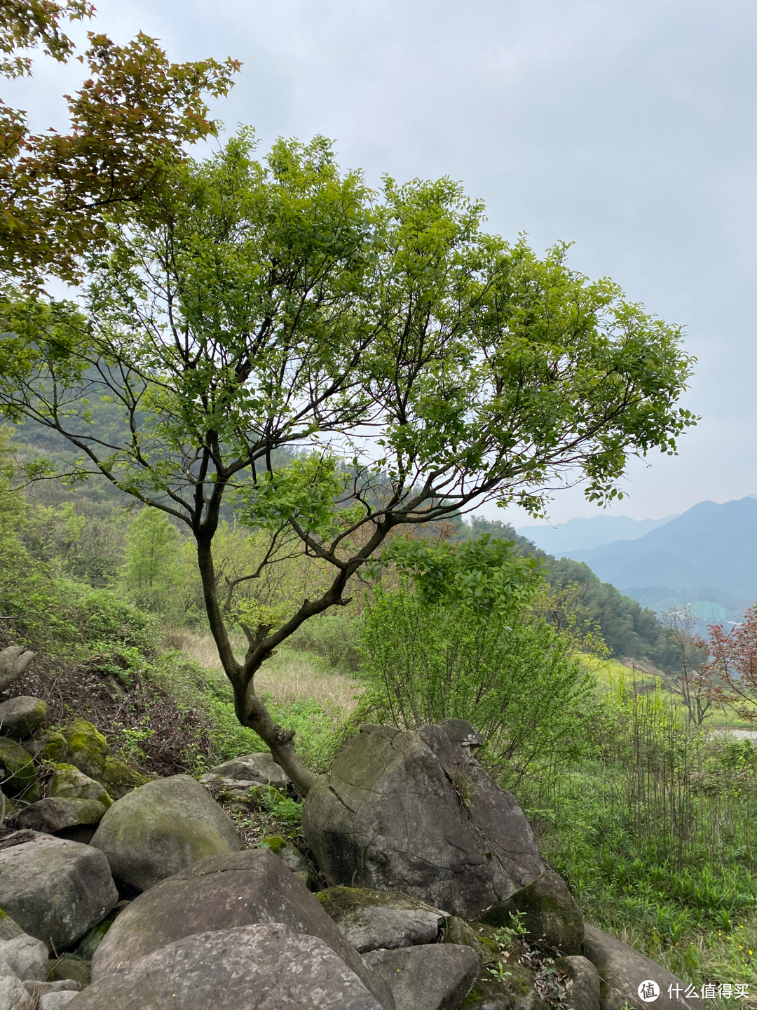 浙江覆卮山景区一日游：看石浪，赏梯田