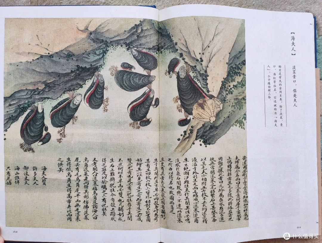 中信出版社《海错图笔记》小晒