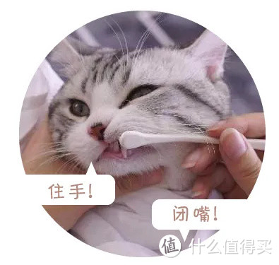 猫咪也有牙结石？自查、预防看这里！