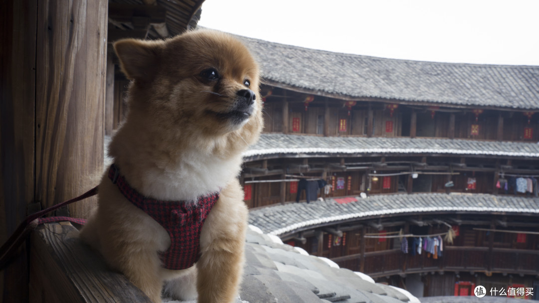 你也是见过大世面的狗了,南京当地狗看过土楼啦
