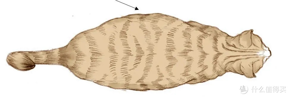 猫咪也有完美曲线？体重标准BCS认识下