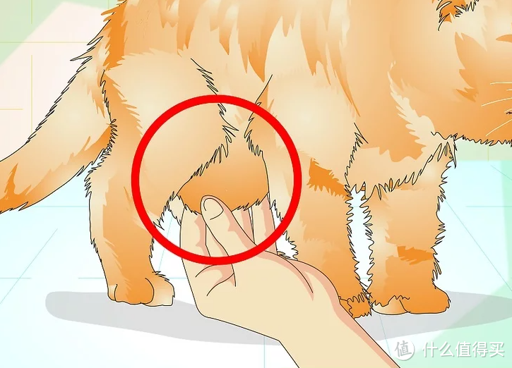 图片来源：wiki How to Determine if Your Cat is Overweight