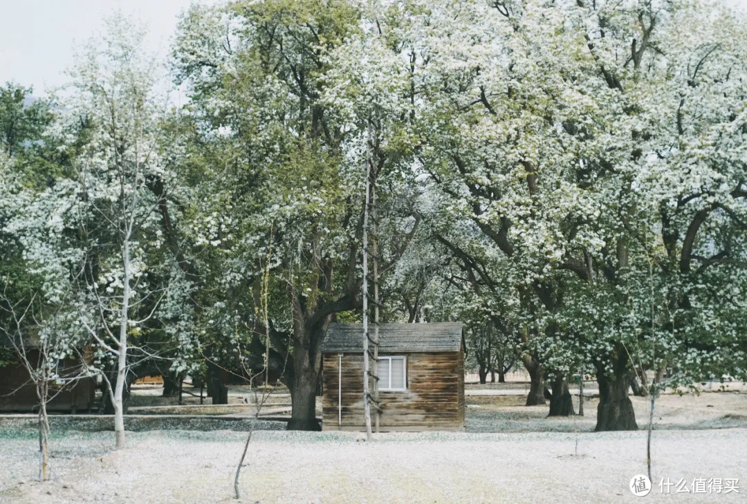 黄河岸，梨花胜雪（中卫赏花攻略）