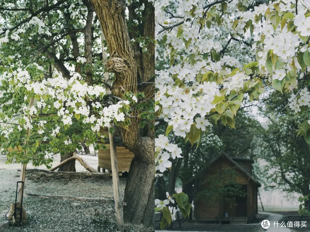 黄河岸，梨花胜雪（中卫赏花攻略）