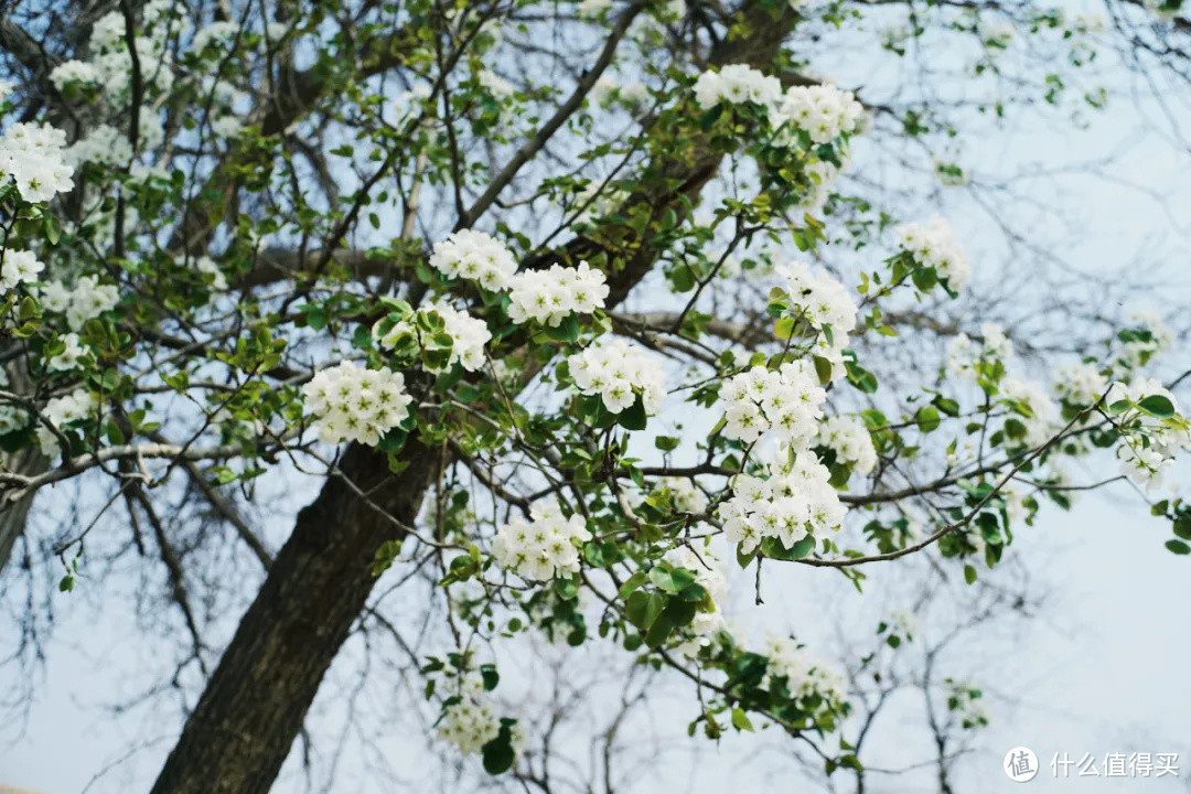 黄河岸，梨花胜雪（中卫赏花攻略）