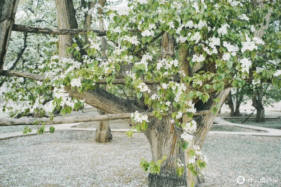 黄河岸，梨花胜雪（中卫赏花攻略）