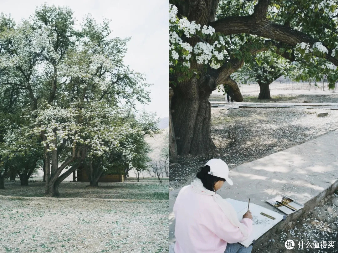 黄河岸，梨花胜雪（中卫赏花攻略）