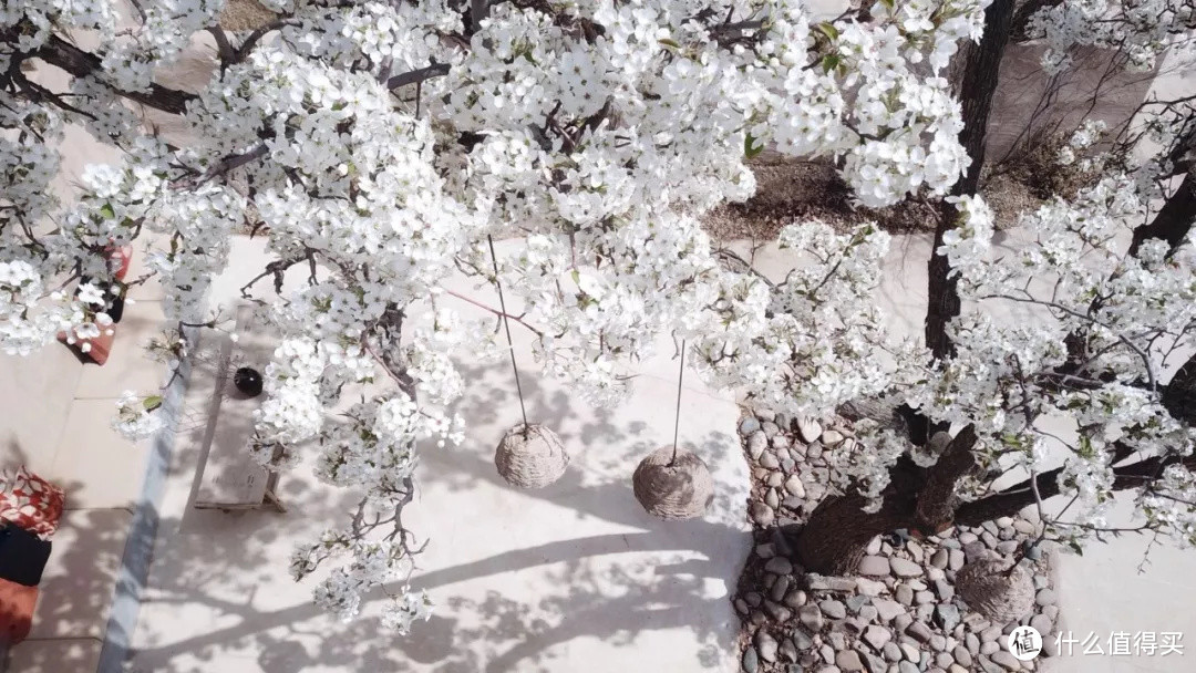 黄河岸，梨花胜雪（中卫赏花攻略）