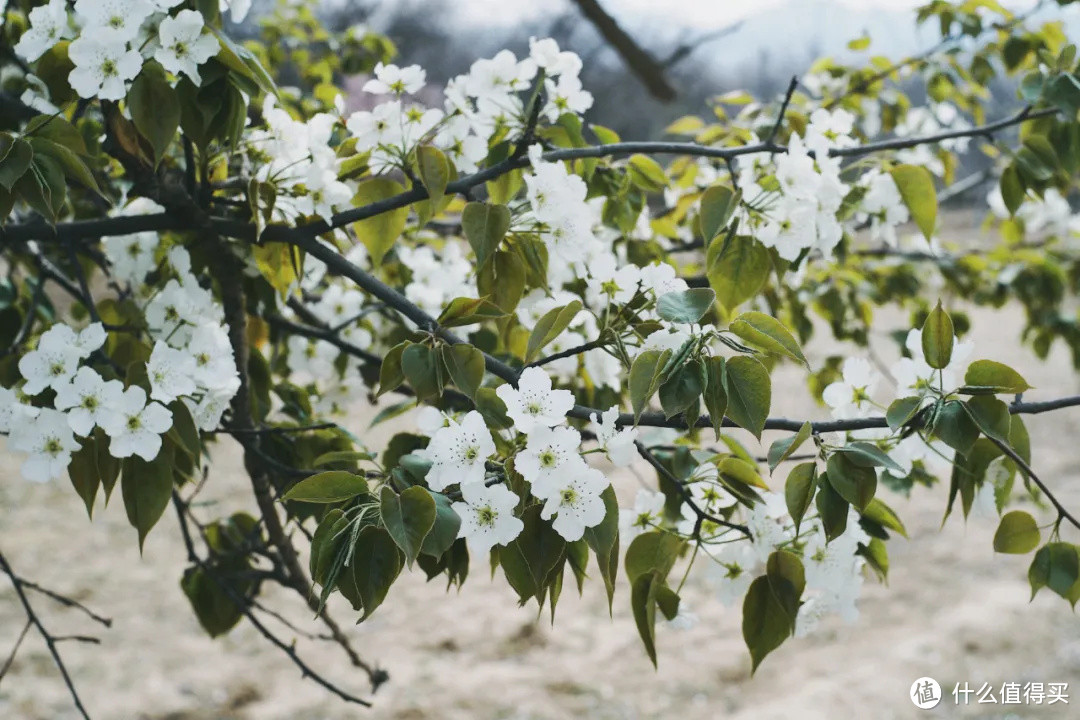 黄河岸，梨花胜雪（中卫赏花攻略）