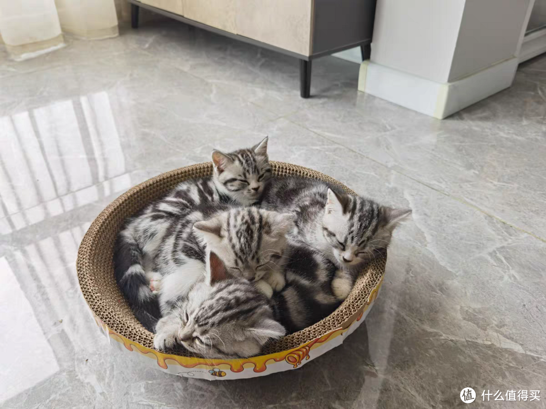 猫粮什么牌子好又便宜?良心推荐