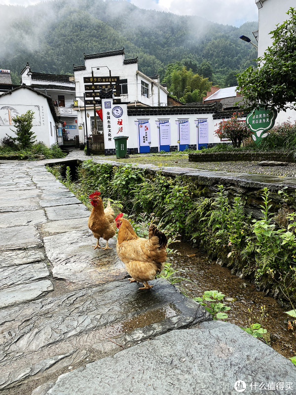 村里的走地鸡，晚上就炖了你