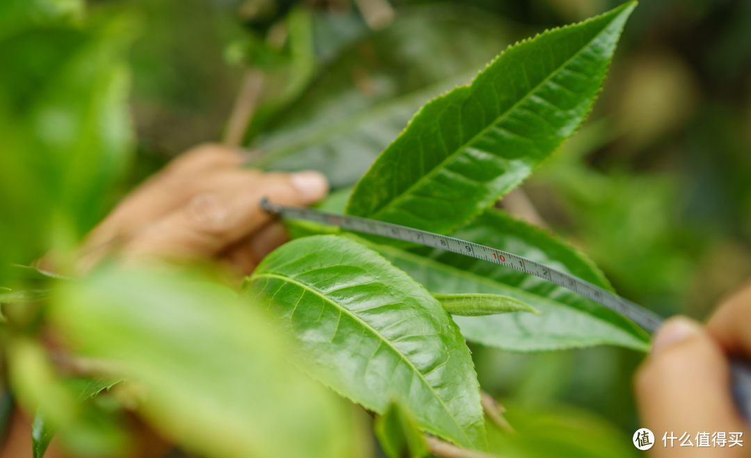 勐库种 · 冰岛老寨古树茶鲜叶（网图侵删）