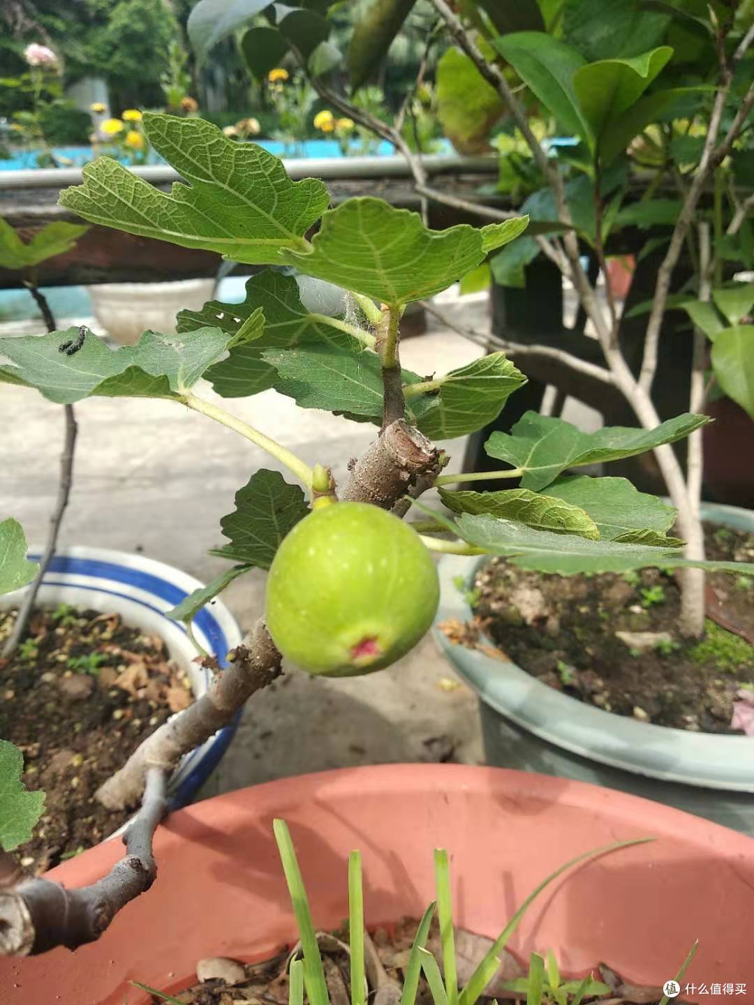 阳台养花系列-继续介绍几种能吃能用的皮实植物