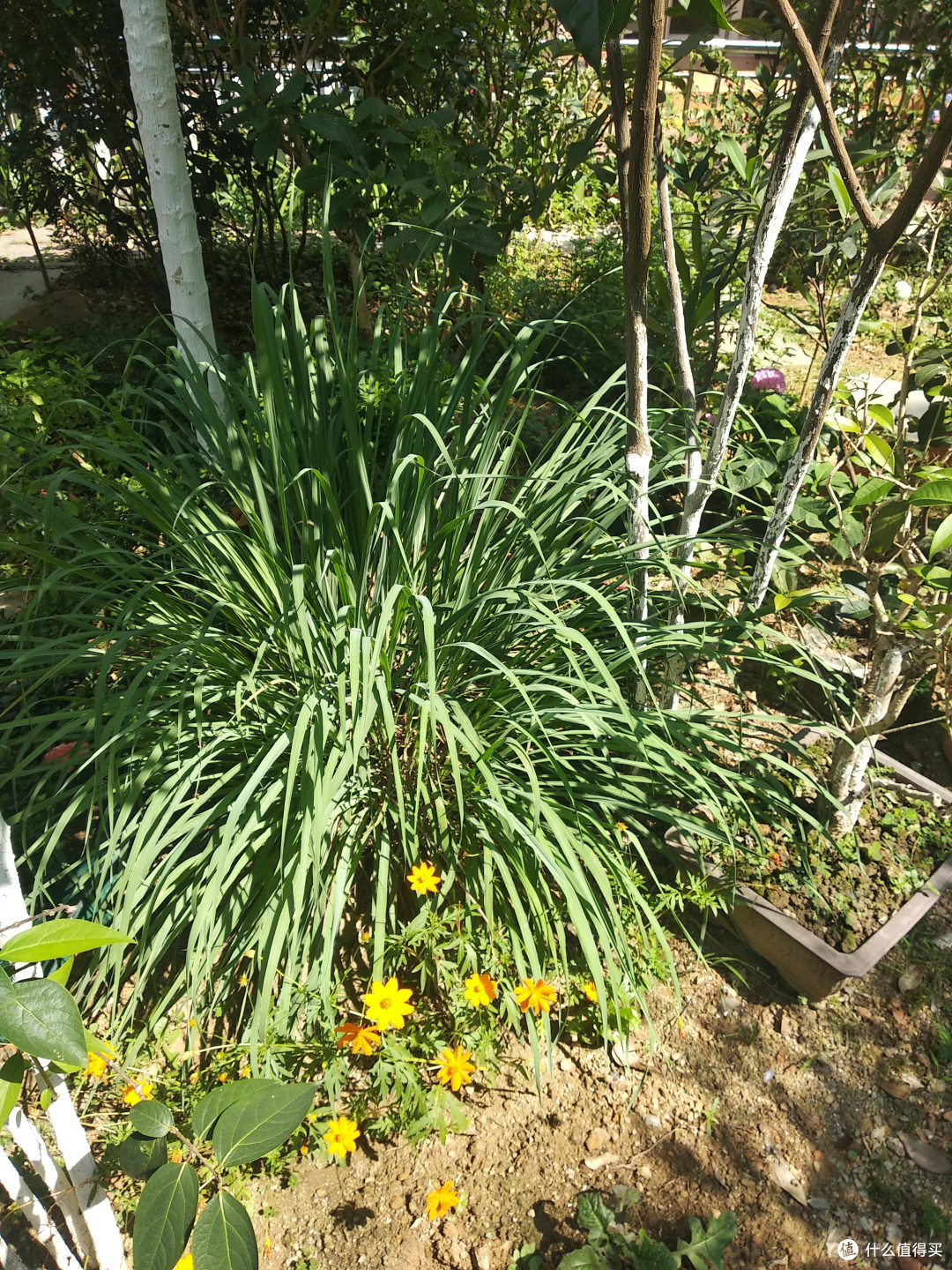 看上去和野草好像也没有区别