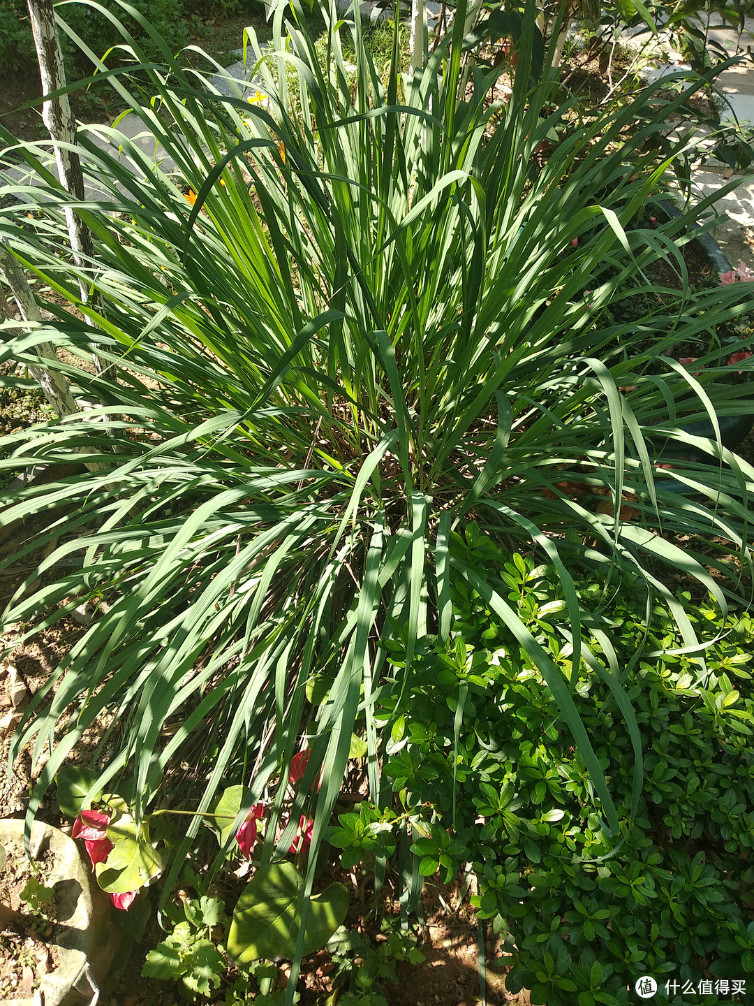 阳台养花系列-继续介绍几种能吃能用的皮实植物