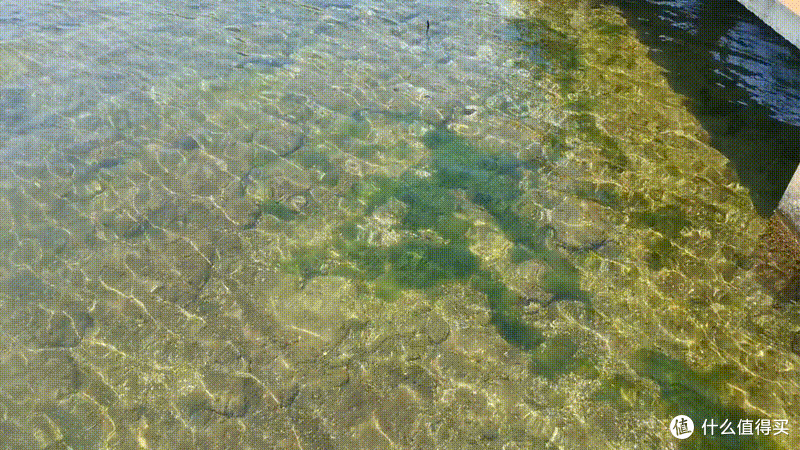 网红打卡地-宁波北仑梅山湾花海-周末的好去处