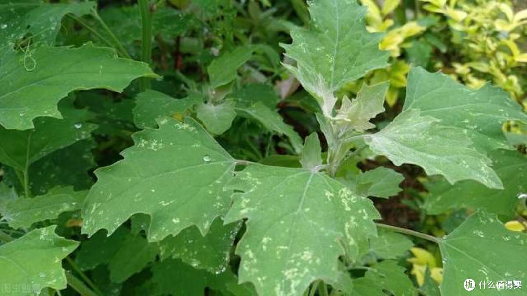 小时候经常见的17种植物,很熟悉却叫不上名字,现在终于知道了