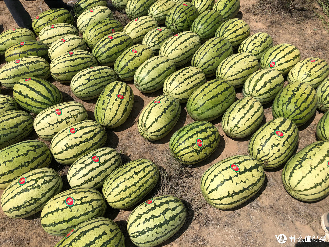 夏天买西瓜，认清国内这6大优质品种，个个甜美多汁，涨知识了