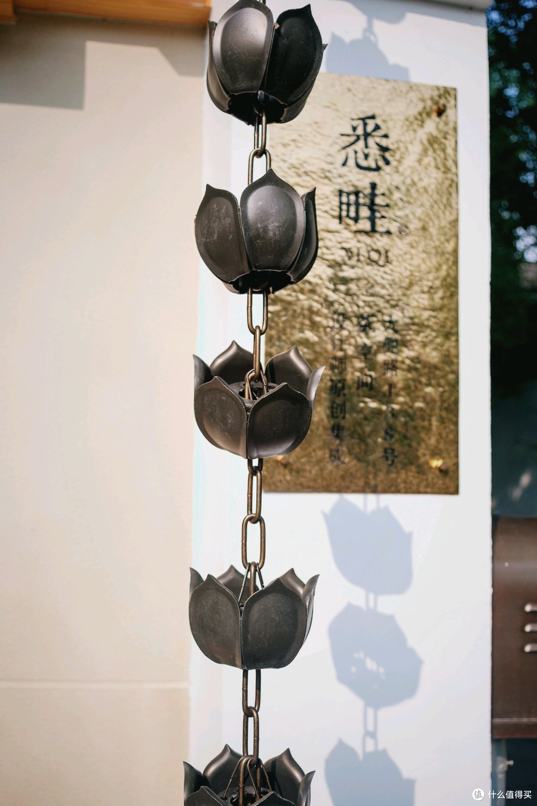 这莲花好看，多拍一点