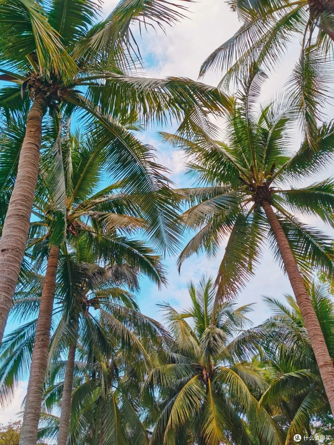 海口万绿园