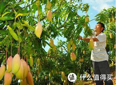 芒果到底哪个好吃？芒果过敏怎么解决？如何挑选芒果？亲身测试12款芒果