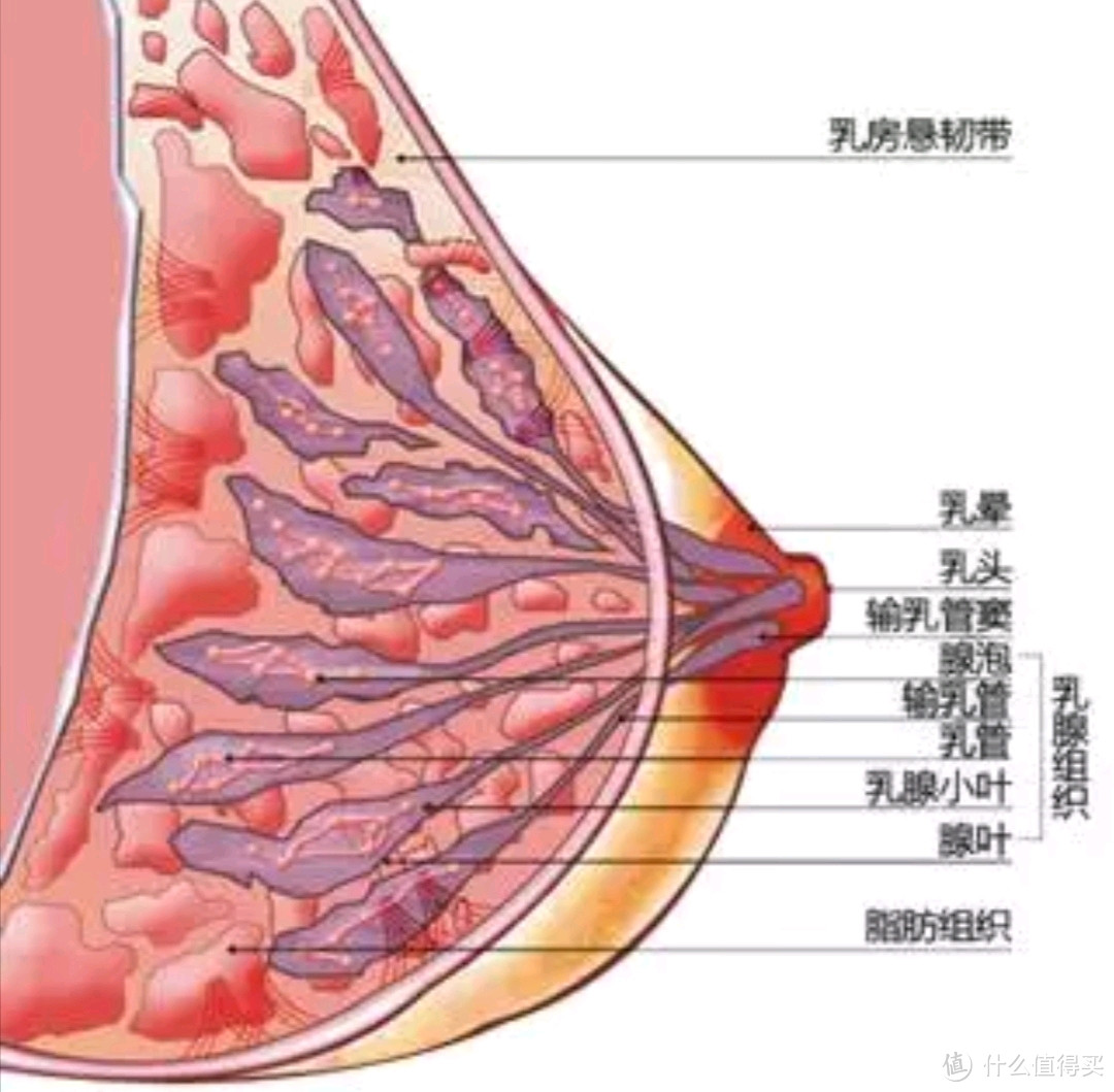 女性乳房结构