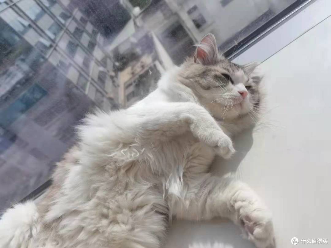 新手养猫丨养猫第一天,猫咪到家应该如何度过