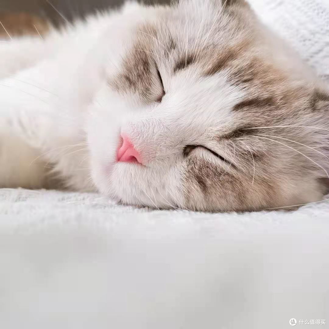 新手养猫丨养猫第一天,猫咪到家应该如何度过