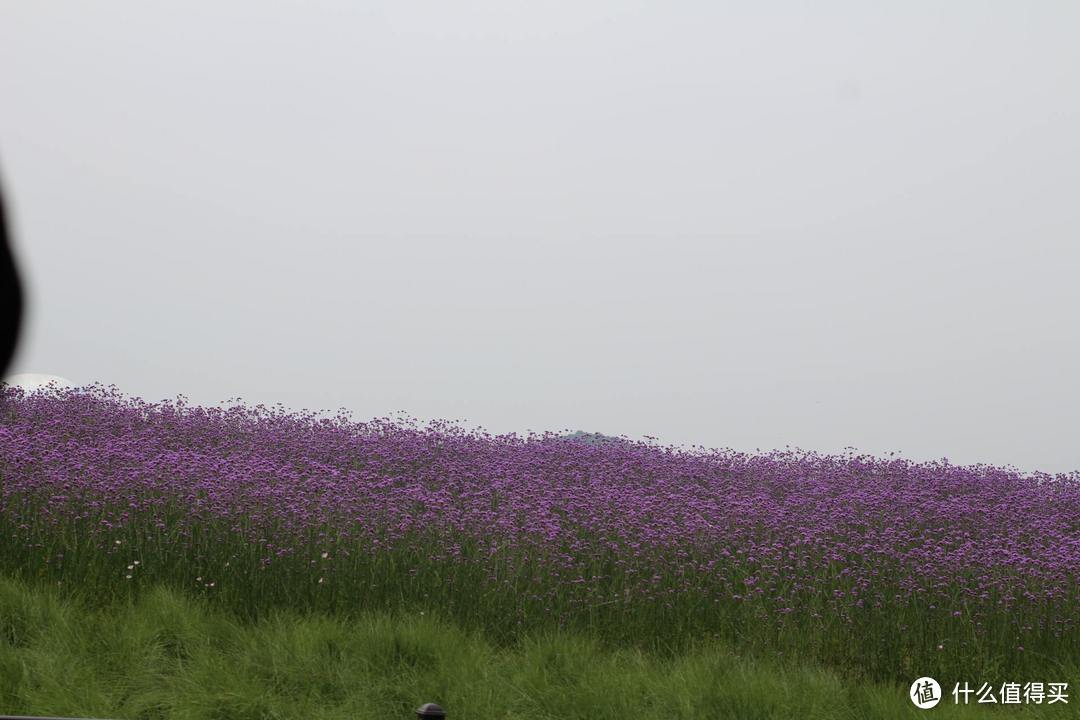 疫情期间，我居然跑去了京都，北海道，白川乡