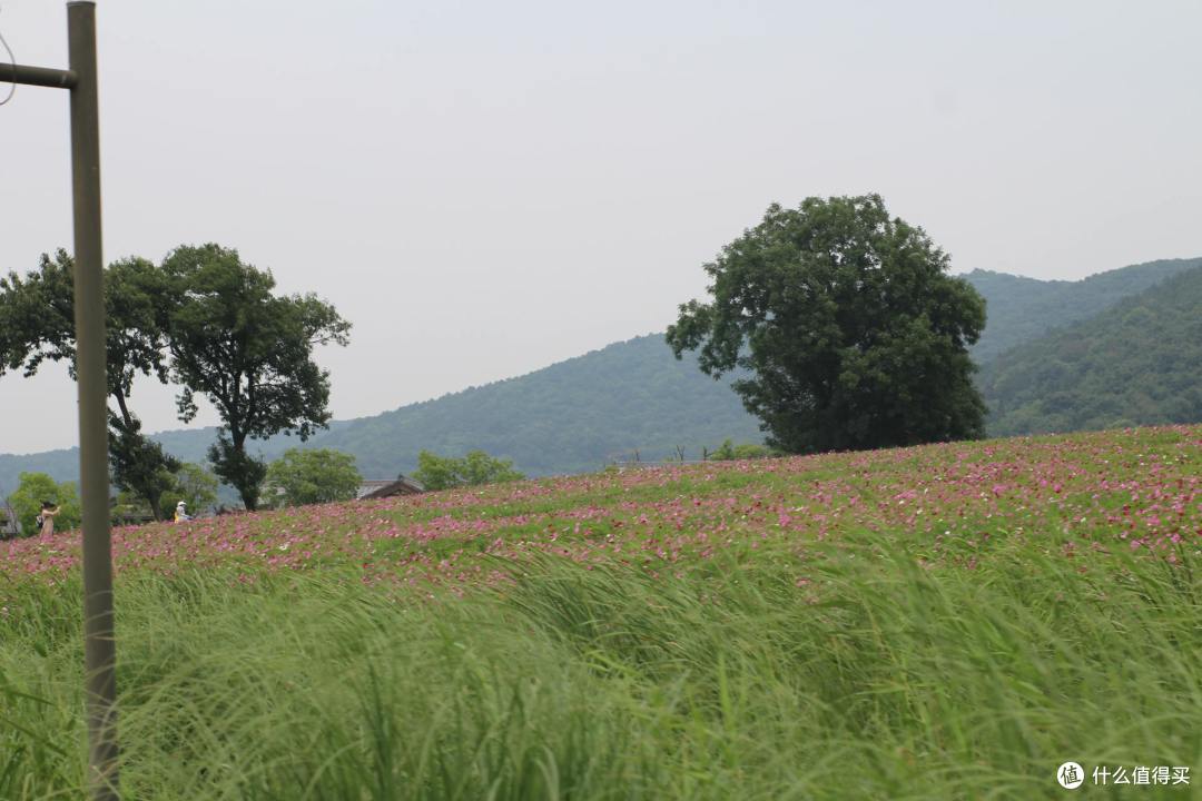 疫情期间,我居然跑去了京都,北海道,白川乡