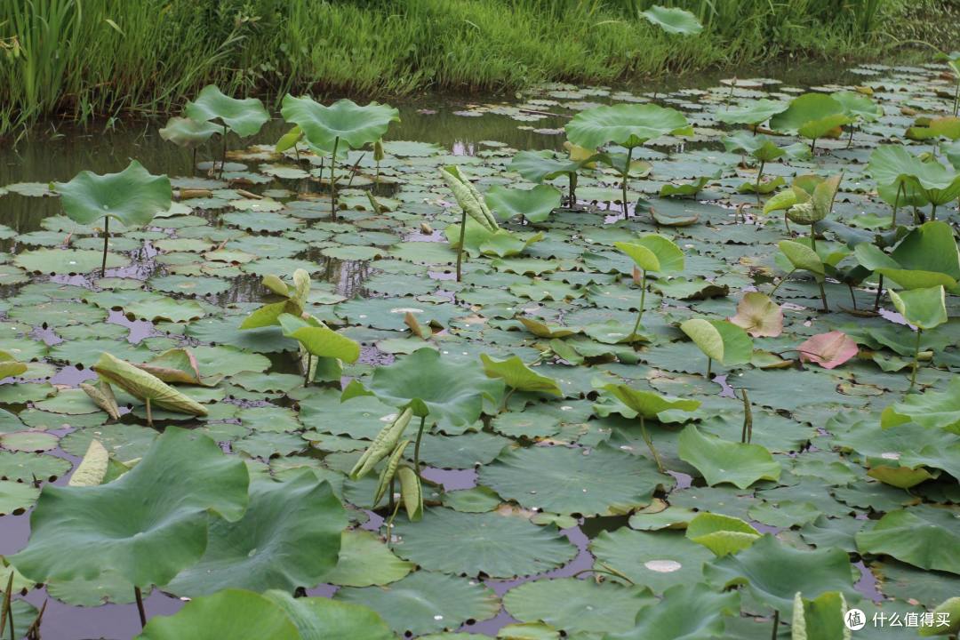 疫情期间,我居然跑去了京都,北海道,白川乡