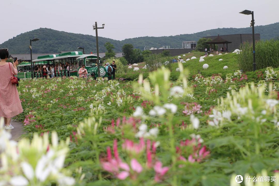 疫情期间,我居然跑去了京都,北海道,白川乡
