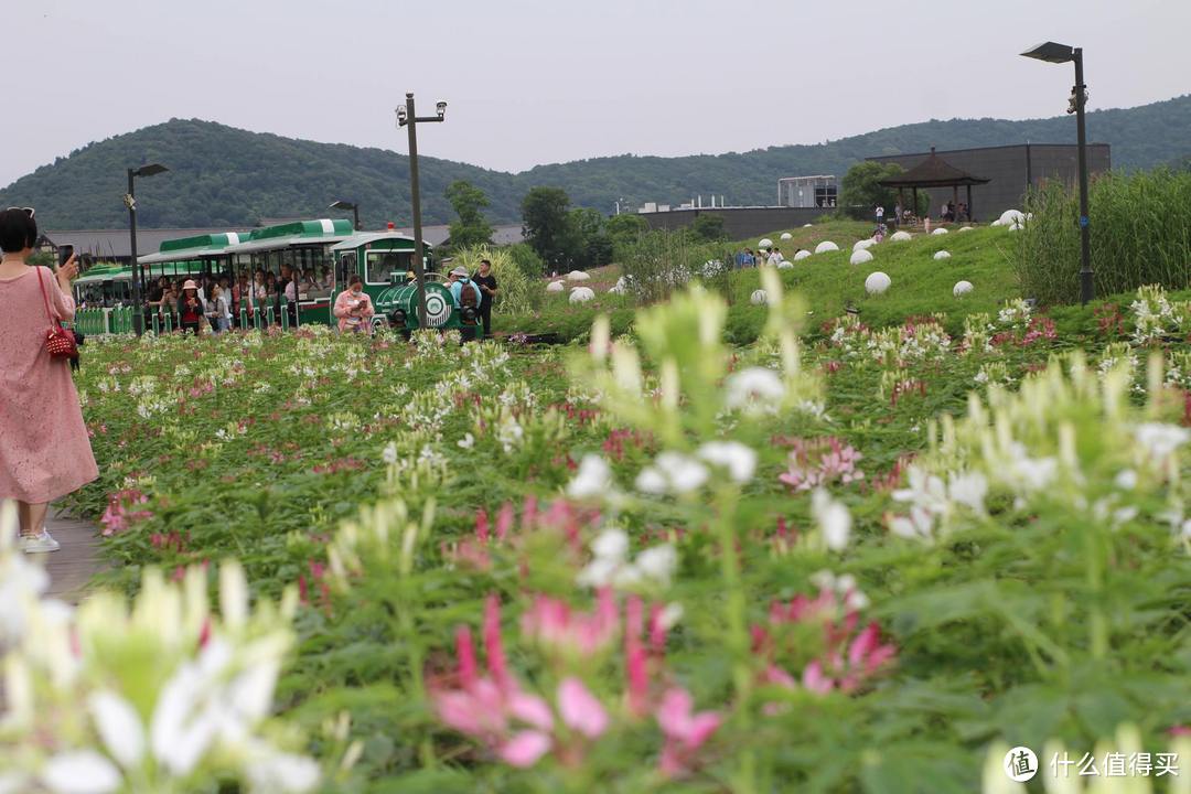 疫情期间，我居然跑去了京都，北海道，白川乡