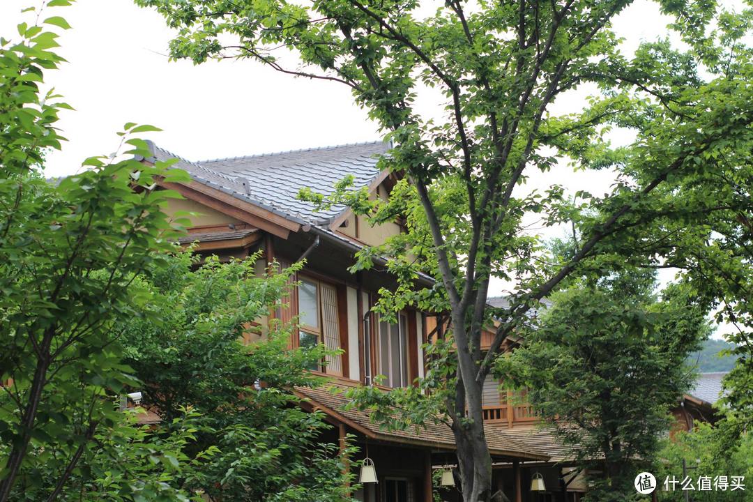 疫情期间,我居然跑去了京都,北海道,白川乡