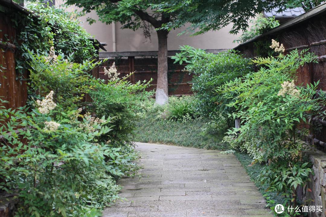 疫情期间,我居然跑去了京都,北海道,白川乡