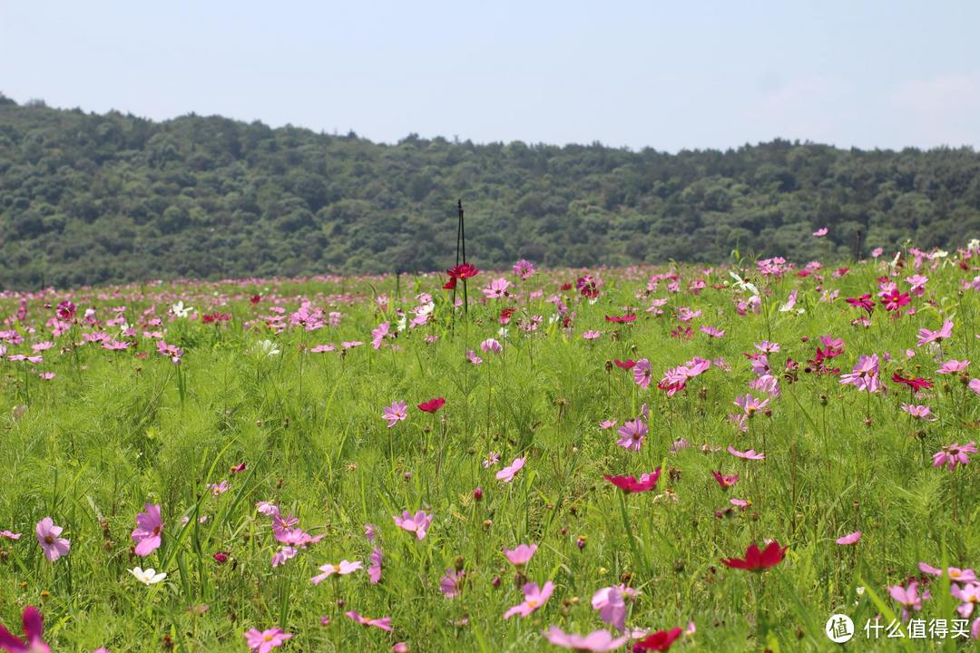 疫情期间，我居然跑去了京都，北海道，白川乡