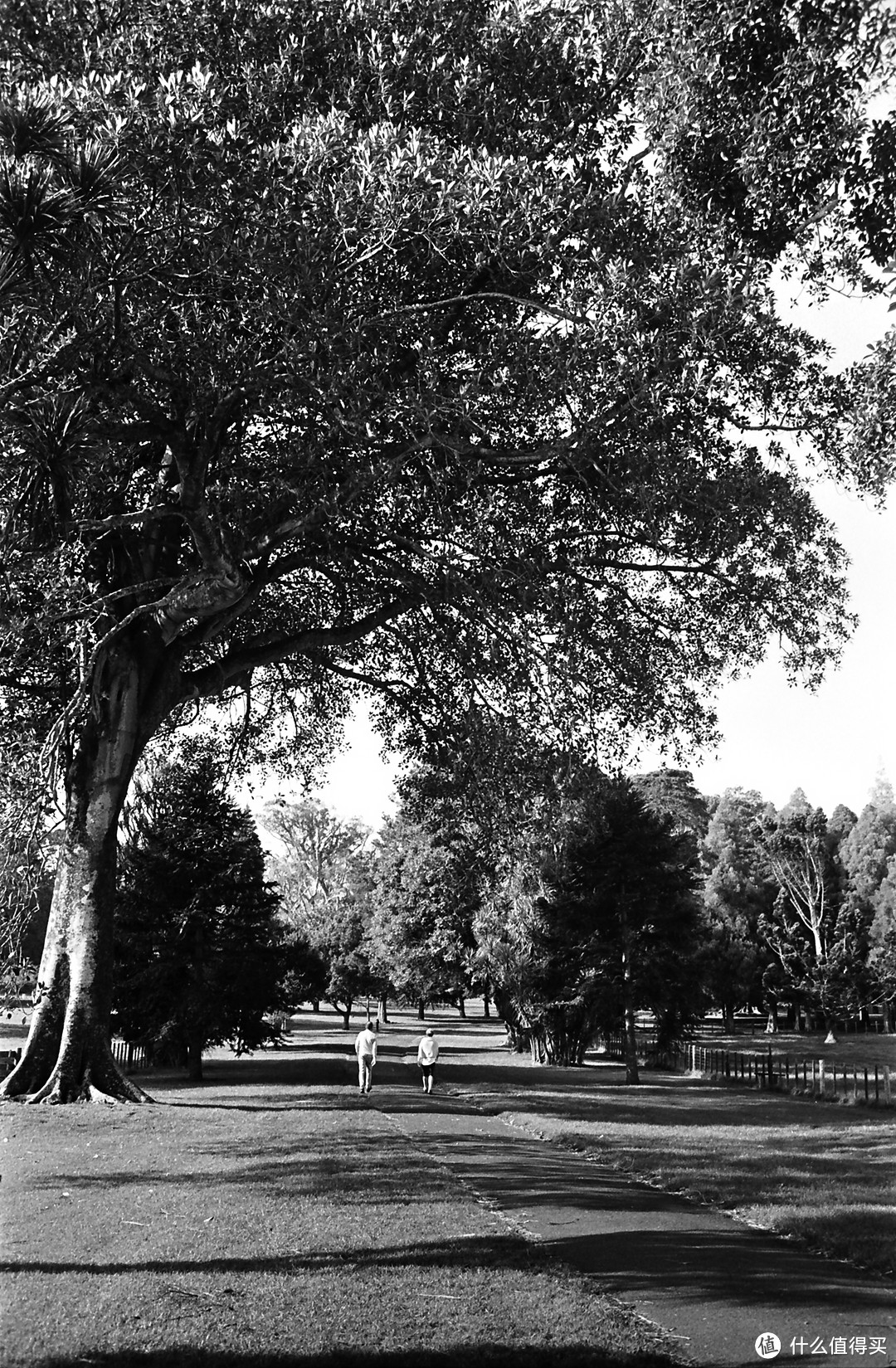 螺纹掠影（17）：Super-Takumar 35mm F3.5