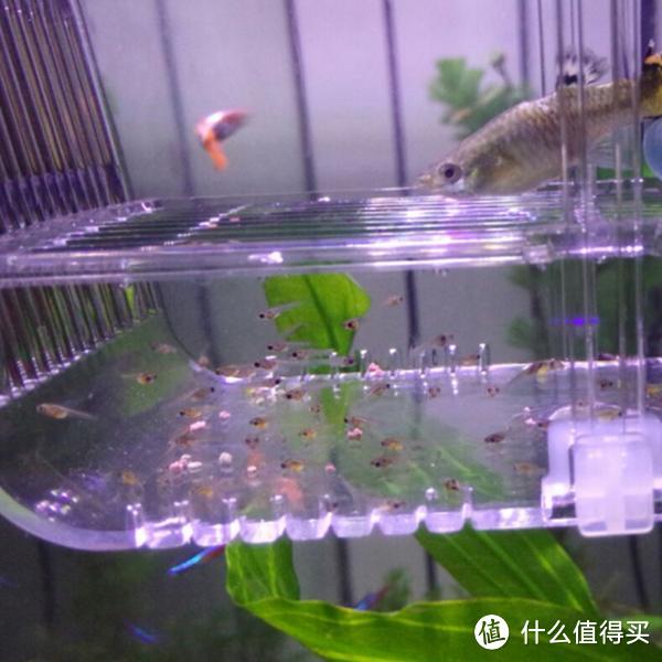 水族新玩家必备｜10件便宜实用好物，最后一个低至2块钱！