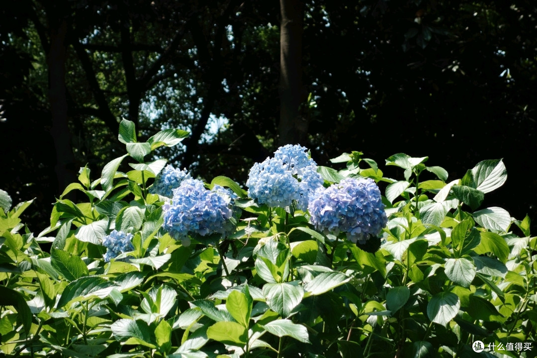 门口就有一小团绣球花，不过和里面花海不能比