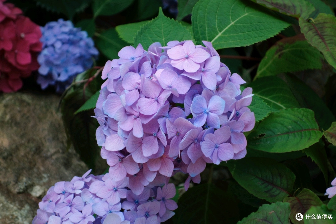 绣球花到了