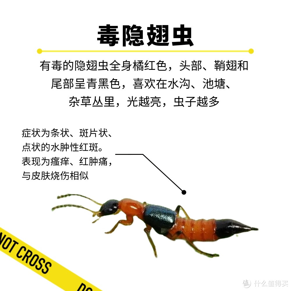 一图教你分辨，夏天常见红点/皮疹都是啥蚊虫咬的？这4种情况，千万不要拍打！（附护理指南）