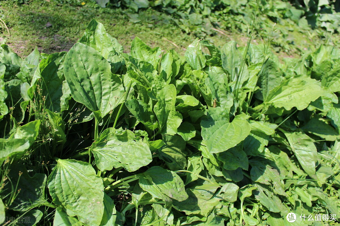 挖野菜，遇到这8种野菜，看清楚再下手，别挖堆野草闹笑话