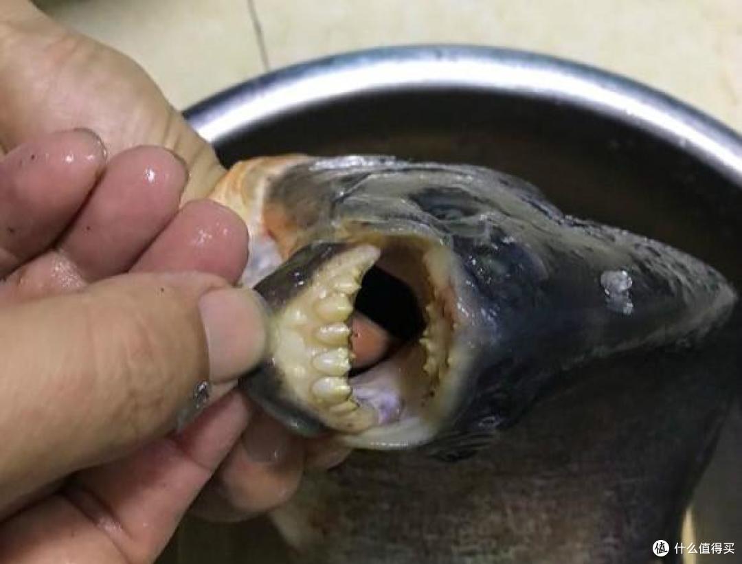 我们叫它切蛋鱼比黑鱼更危险能咬断鱼线拉爆鱼竿钓过吗