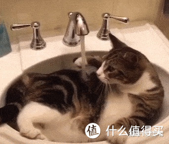 猫饭自制指南，家长必备！