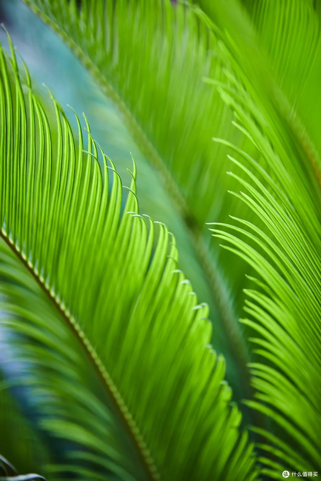 协议破解?永诺第一支RF卡口自动对焦镜头85mm F1.8R