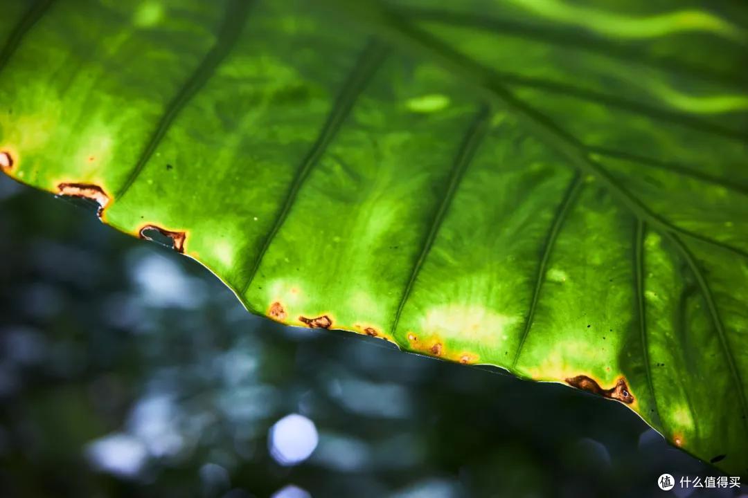 协议破解?永诺第一支RF卡口自动对焦镜头85mm F1.8R